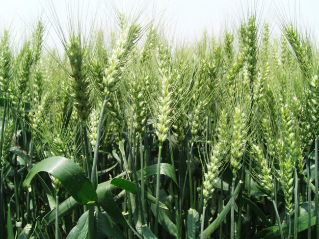 <b>跟着专家建议走，小麦晚播也不担心减产问题</b>