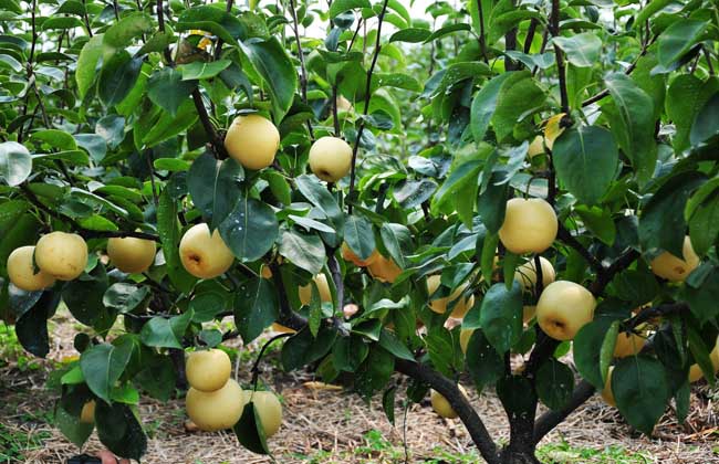 <b>不知道梨树怎么施肥？听听冲施肥厂家的建议</b>