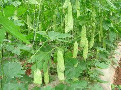 <b>苦瓜遭遇病虫害？赶紧试试北美农大集团特效药</b>