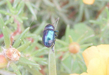 <b>七八月份高温高湿季节，注意预防园林植物病害</b>