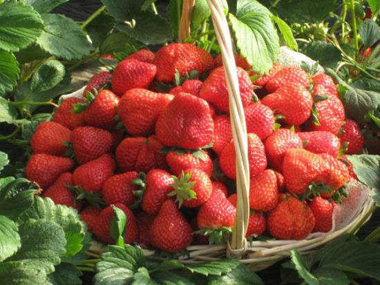 <b>秋季草莓底肥的选择与使用方法</b>