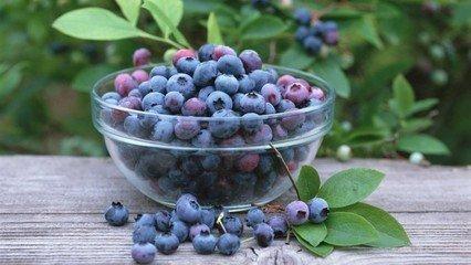 <b>蓝莓种植的水肥管理措施</b>