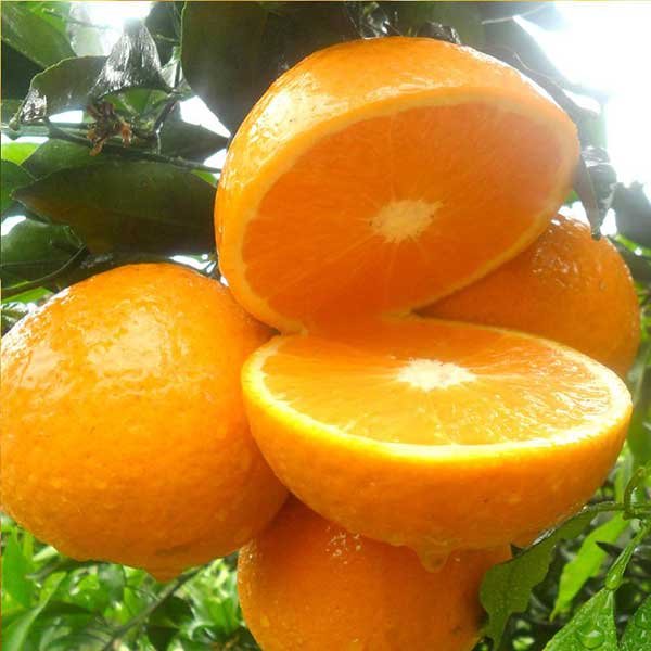 <b>橙子树这样施肥管理才能高产！</b>