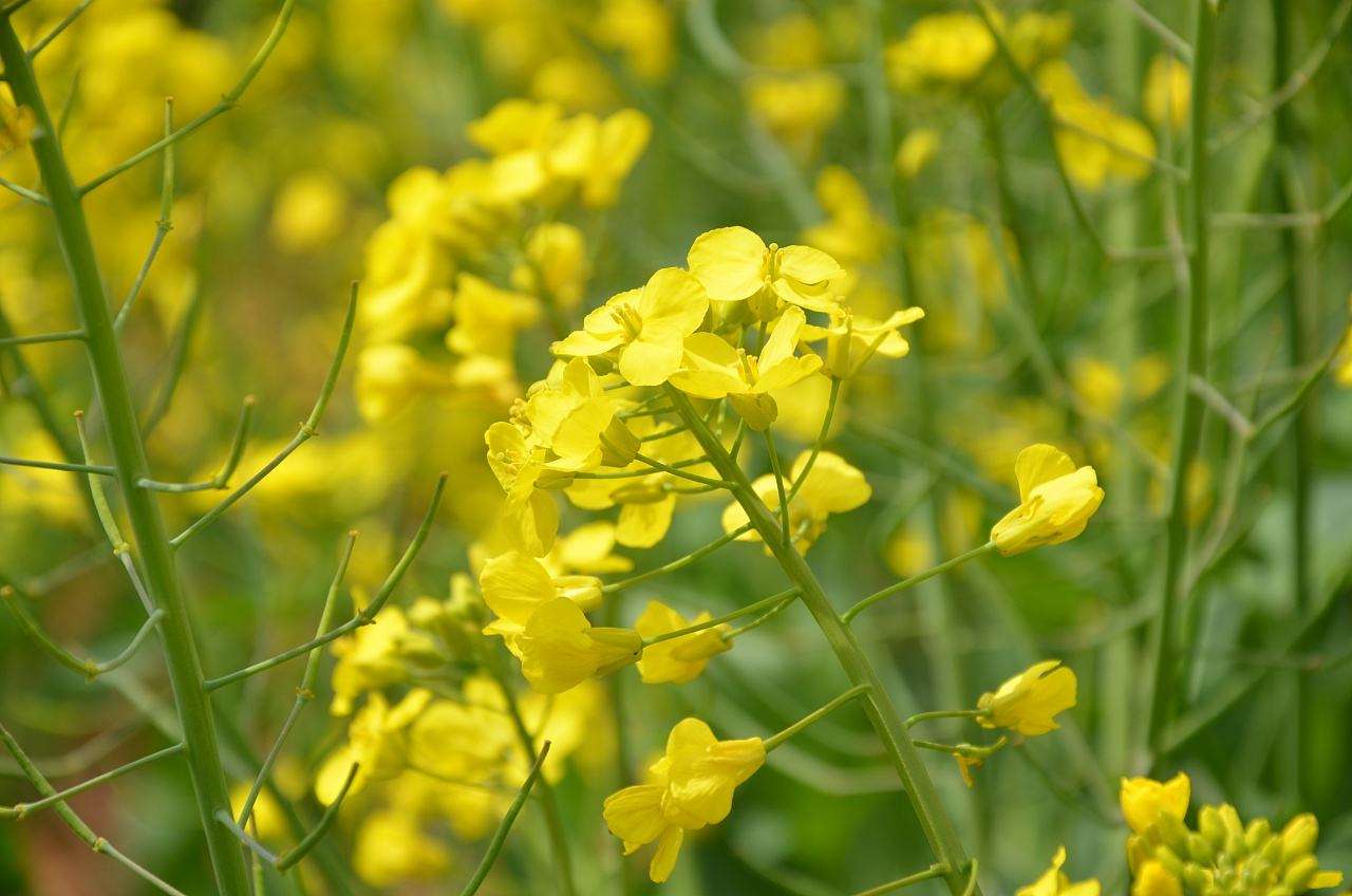 <b>油菜缺肥的症状以及防治方法</b>