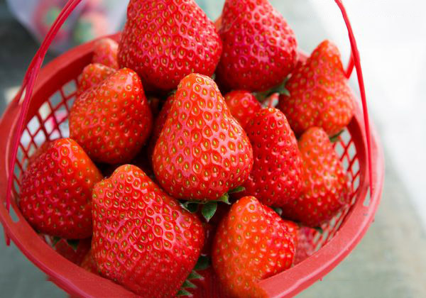 <b>草莓上色快、不烂果的方法</b>