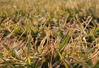 <b>小麦越冬要谨慎，遇到这些情况不要打除草剂</b>