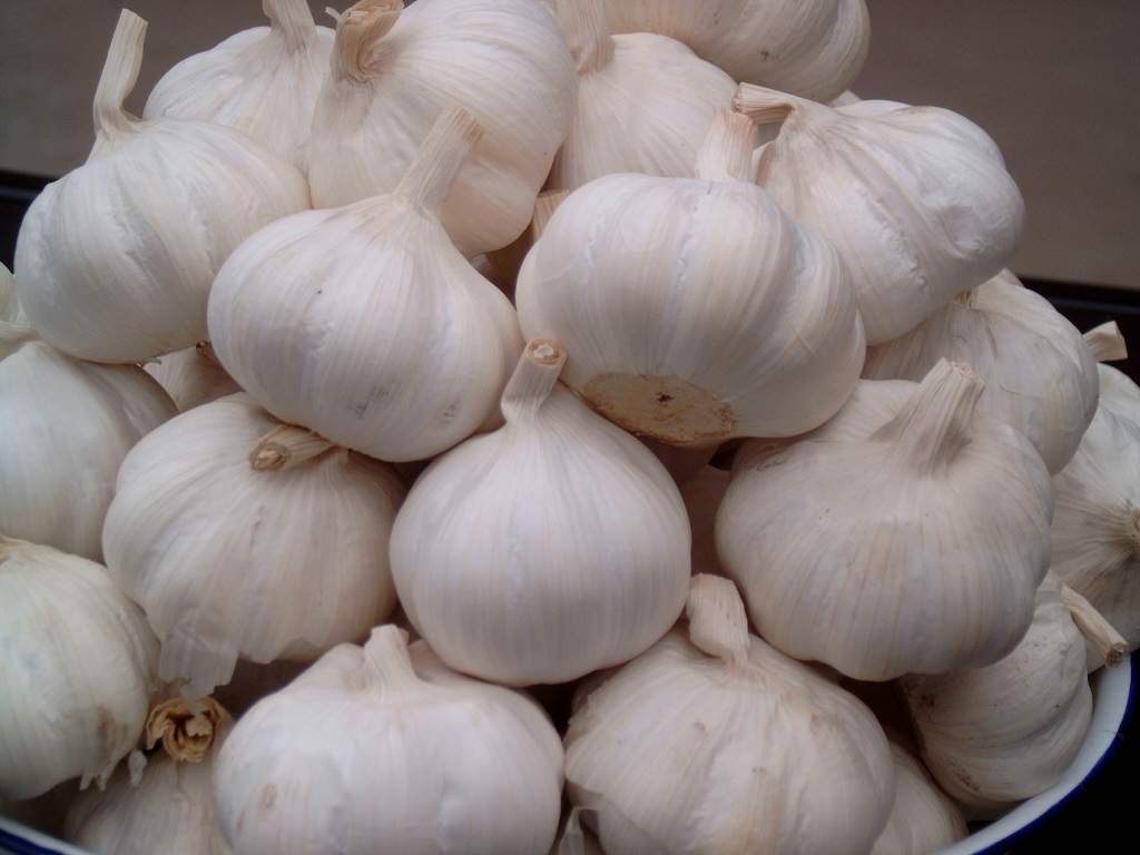 杀虫剂，特效杀菌剂，冲施肥，生长调节剂，叶面肥，农药厂家