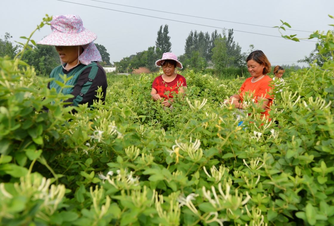 金银花使用北美农大水溶肥见效快