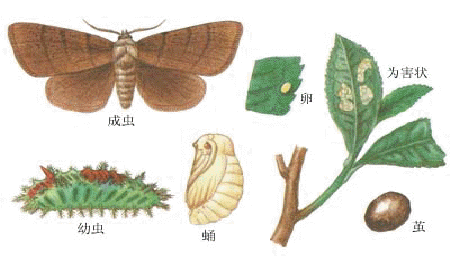 如何防治园林植物白粉病