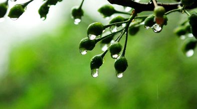 梅雨季节如何防治霜霉病