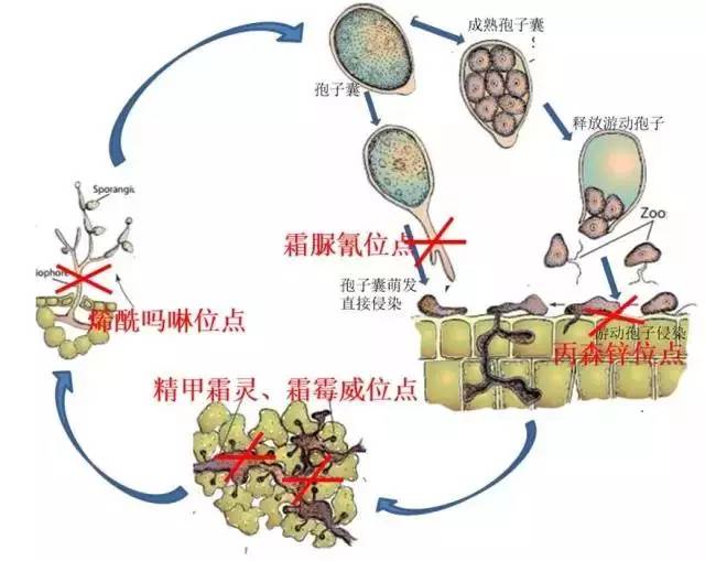 霜霉病疫病的发生特点