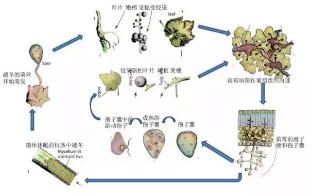 北美农大霜霉病专用杀菌剂效果好