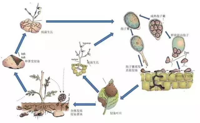 霜霉病的发病过程结束