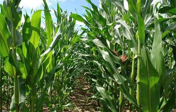 玉米籽粒灌浆期用北美农大水溶肥