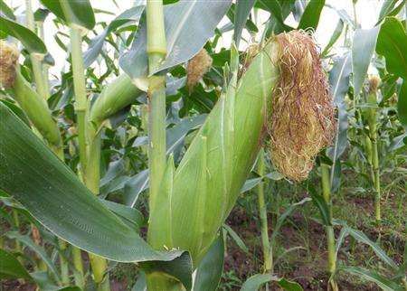 玉米要高产用北美农大水溶肥