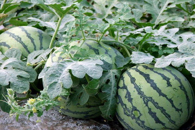 <b>夏季种植西瓜，如何做好田间管理让西瓜又大又</b>