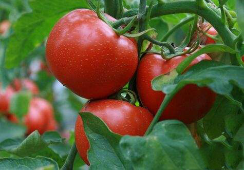 <b>促进西红柿开花结果的水溶肥是哪种？</b>