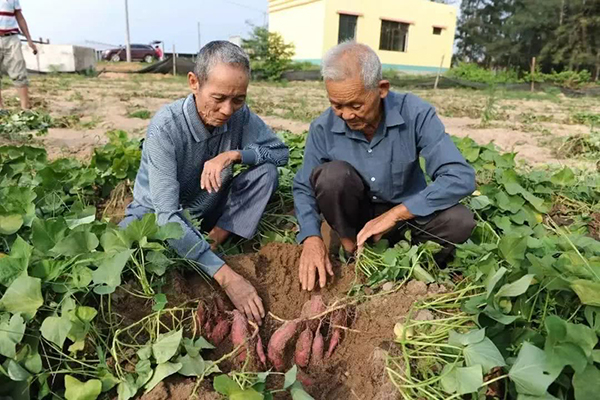 <b>红薯储存难是什么原因？如何增产又增加淀粉含</b>