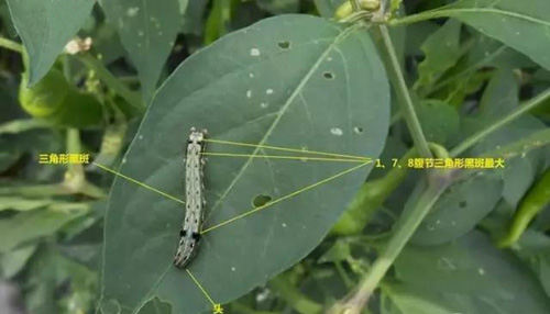 水溶肥_冲施肥_叶面肥