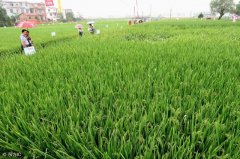怎么判断农作物需要补充叶面肥？常用叶面肥浓