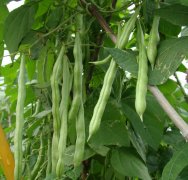<b>四季豆的种植施肥方法</b>