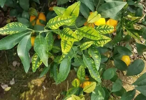 柑橘缺锌小叶、花斑叶