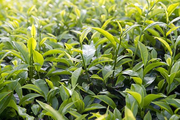 茶树种植施用高效水溶肥提高收益