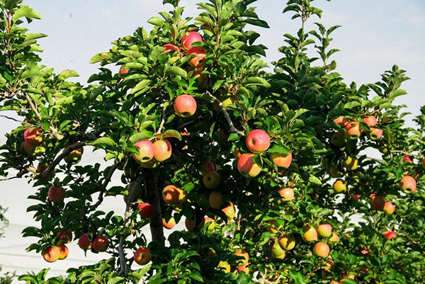 苹果膨大期用高钾冲施肥