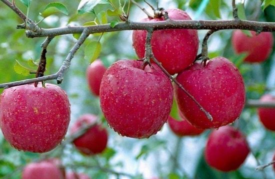 北美农大苹果膨果专用冲施肥性价比高