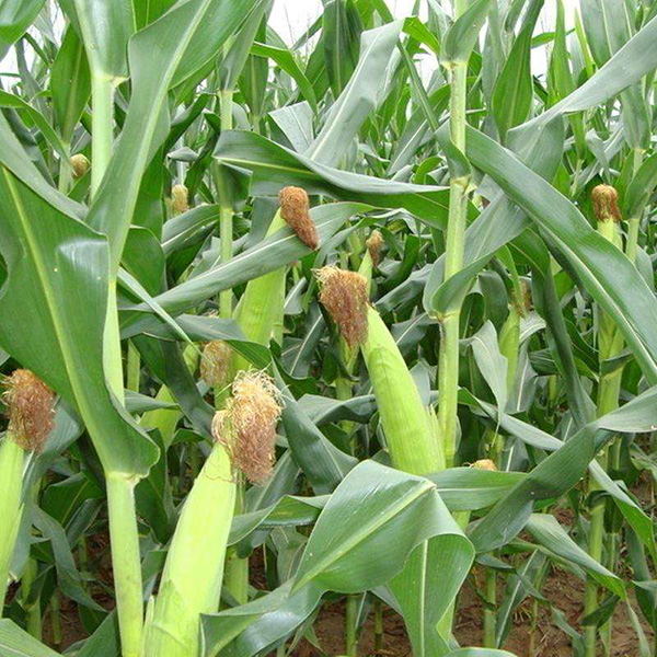 玉米喷施叶面肥的作用介绍