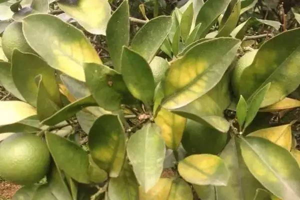 水溶肥_冲施肥_叶面肥