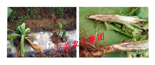 水溶肥_冲施肥_叶面肥