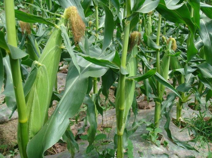 玉米高产抗倒伏施肥技术