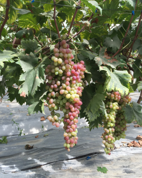 葡萄膨果转色多施高钾高磷水溶肥