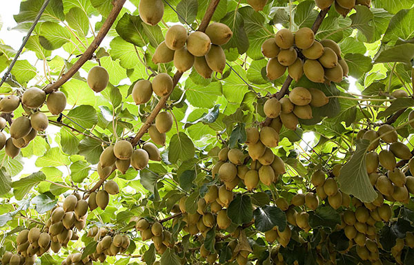 猕猴桃膨果期选用高钾水溶肥果实长得大