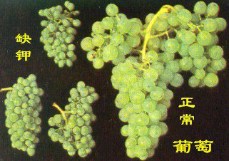 葡萄缺钾果实不饱满