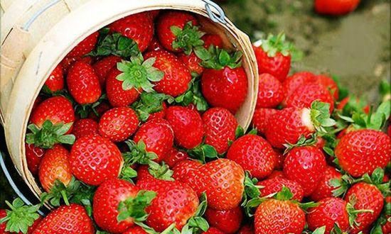 草莓增甜膨大施肥技巧
