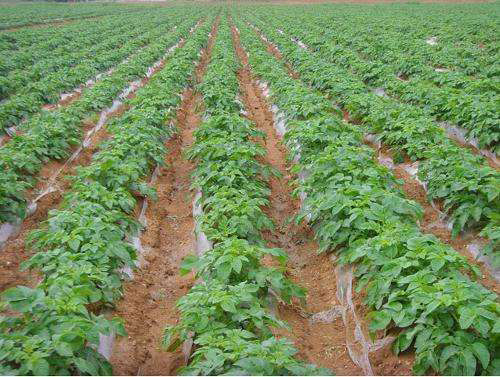 土豆生长期水溶肥选用标准