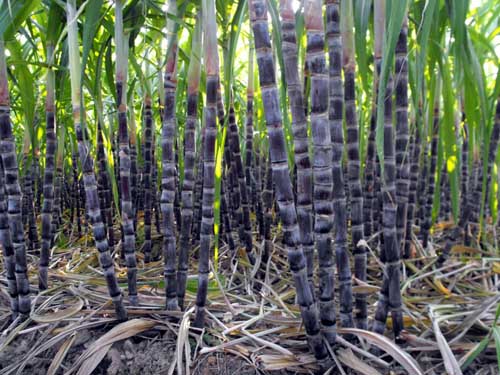 甘蔗生长各期施用冲施肥长势好产量高