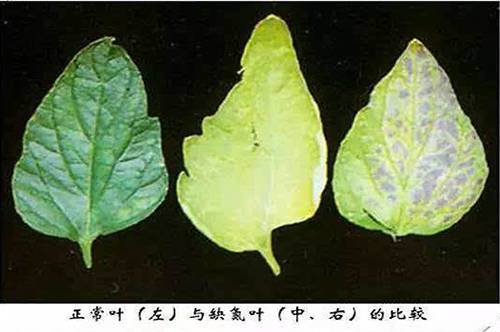 西红柿缺素症状以及补救方法