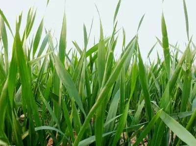 秋播小麦怎么施肥可高产？