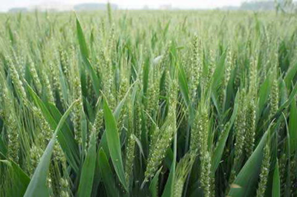 秋播小麦怎么施肥可高产？