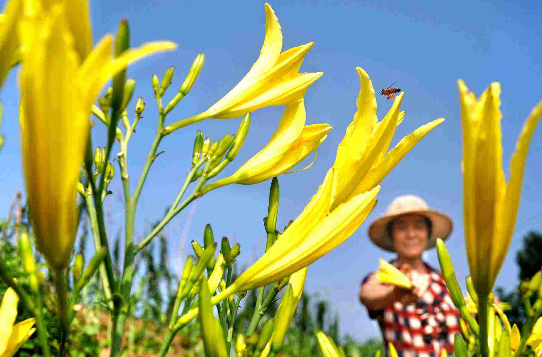 黄花菜应该如何施用水溶肥？