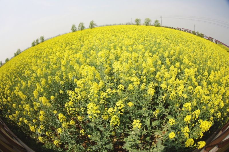  油菜缺肥的症状以及防治方法