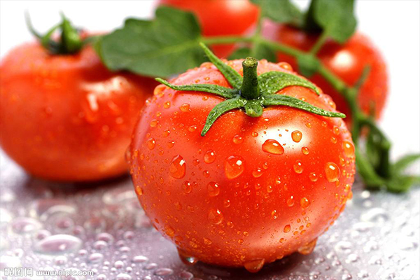秋茬西红柿注意以下几点，提高质量增加产量