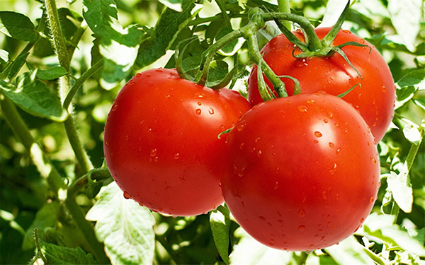 秋茬西红柿注意以下几点，提高质量增加产量