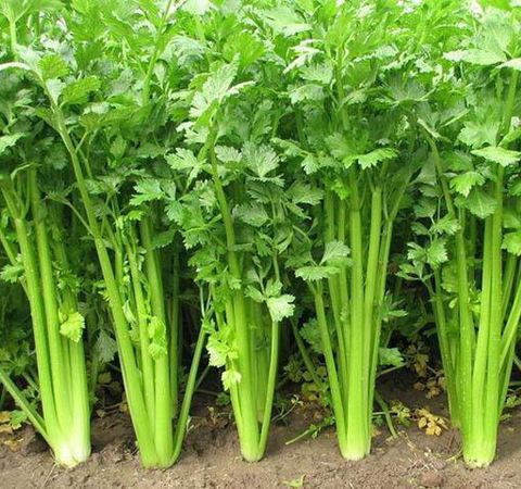 芹菜缺硼缺钙的原因有哪些？如何防治？