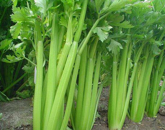 芹菜缺硼缺钙的原因有哪些？如何防治？
