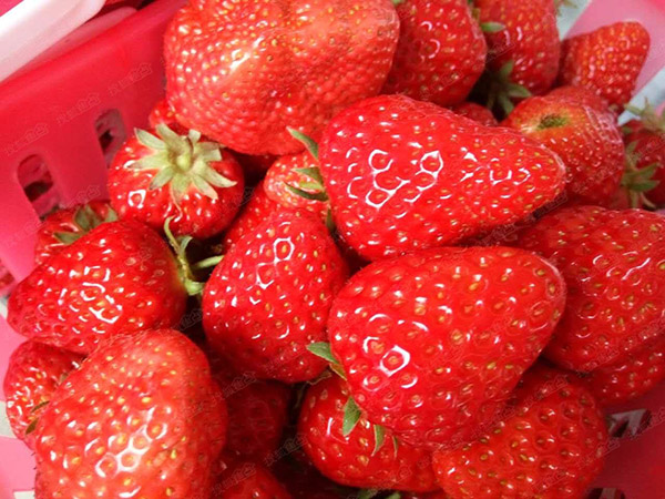 草莓果小怎么办？草莓膨果不空心的方法！