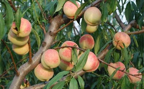  桃树可以使用水溶肥吗？桃树水溶肥怎么选择？